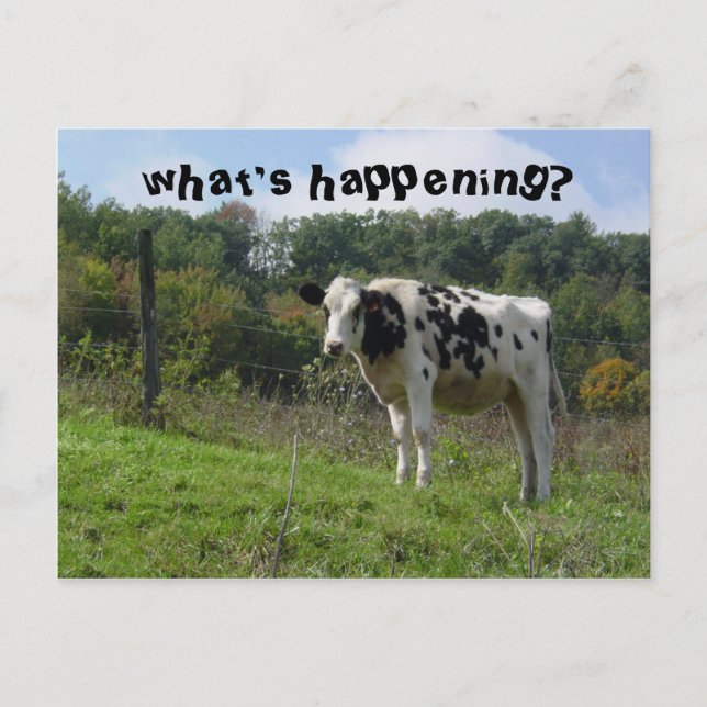 what's happening? postcard (Front)