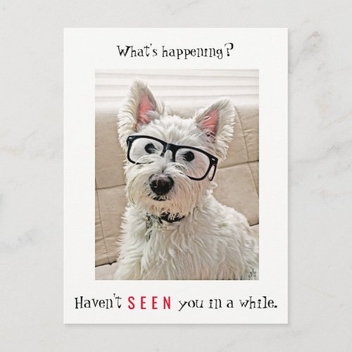 Whats Happening Westie Dog Wearing Glasses Postcard