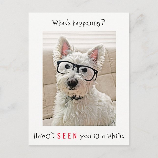 What's Happening, Westie Dog Wearing Glasses Postcard (Front)