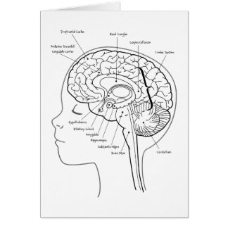What's in Your Brain Cards