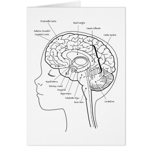 What's in Your Brain Cards (Front)