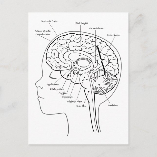 What's in Your Brain Postcard (Front)