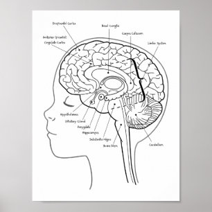 What's in Your Brain Poster