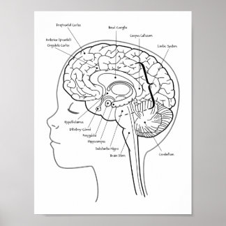 What's in Your Brain Poster