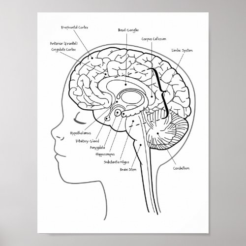Whats in Your Brain Poster