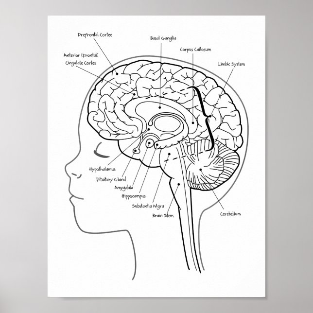 What's in Your Brain Poster (Front)