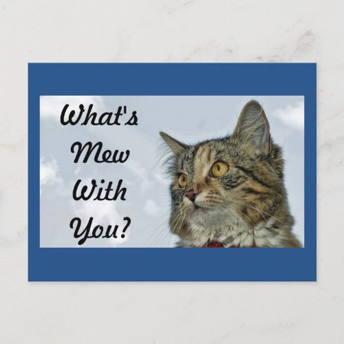 Whats Mew Cat Postcard