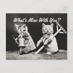 What's Mew Kittens Postcard