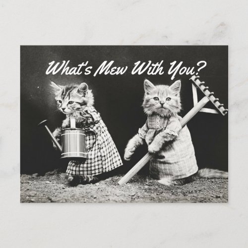 Whats Mew Kittens Postcard