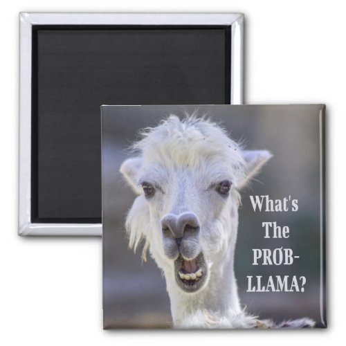 Whats The Prob_ Llama  Cute Funny LLAMA Magnet