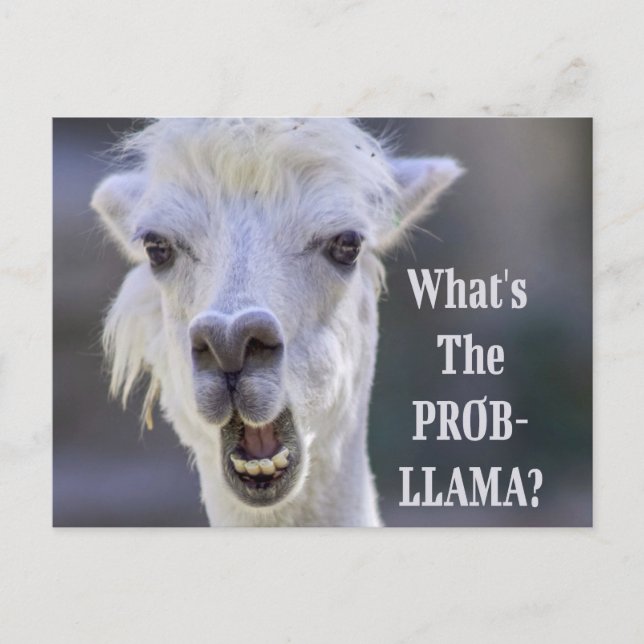 What's The Prob- Llama ? Cute Funny LLAMA Postcard (Front)