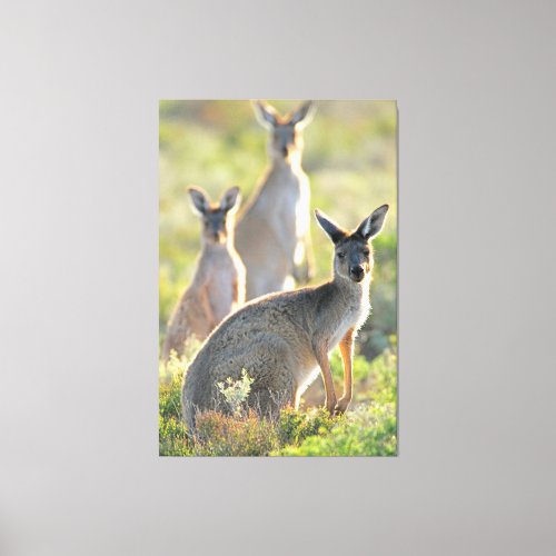 WHATS UP 40x60 Canvas Print