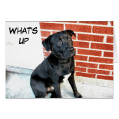 What's Up Black Labrador (Front Horizontal)
