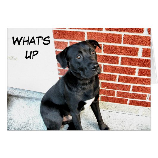 What's Up Black Labrador Cards (Front Horizontal)