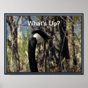What's Up Canadian Goose Poster