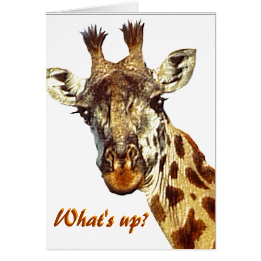 "What's Up?" Cards (Front)