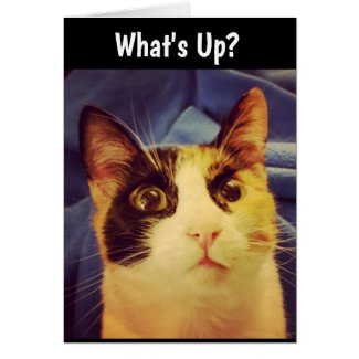 What's Up Cat Card