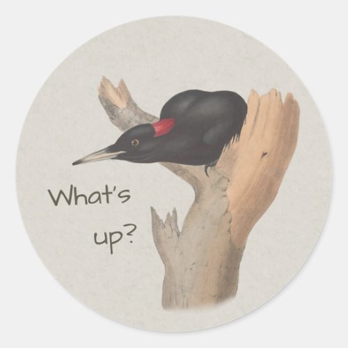 Whats up Curious black woodpecker John Gould Classic Round Sticker