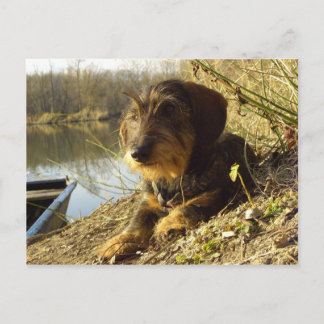 What's up? Cute Dachshund Postcard