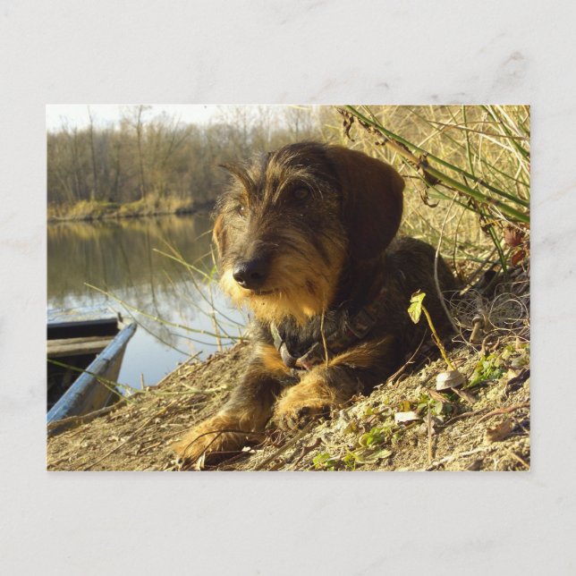 What's up? Cute Dachshund Postcard (Front)