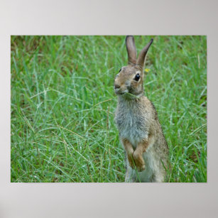 "What's Up Doc?" Eastern Cottontail Rabbit Poster