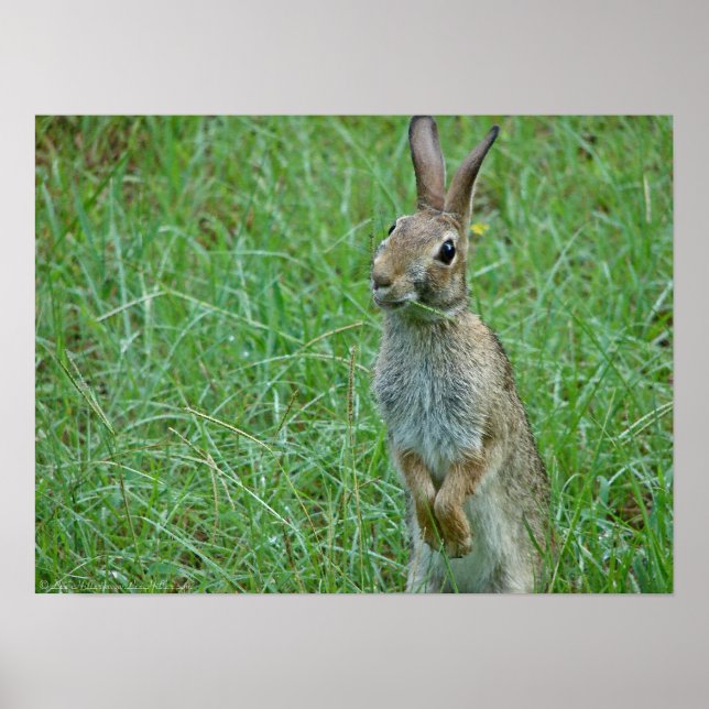 "What's Up Doc?" Eastern Cottontail Rabbit Poster (Front)