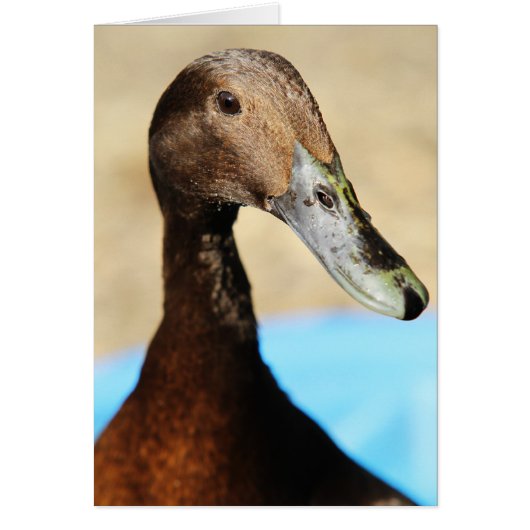 WHAT'S UP DUCK CARDS (Front)
