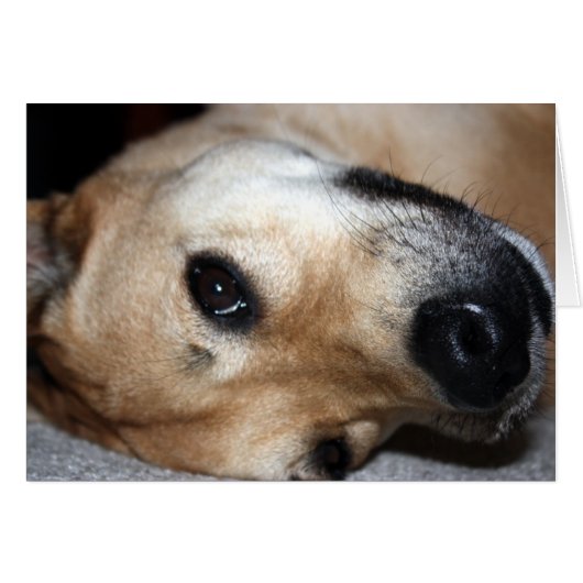 What's Up? Funny Card (Front Horizontal)