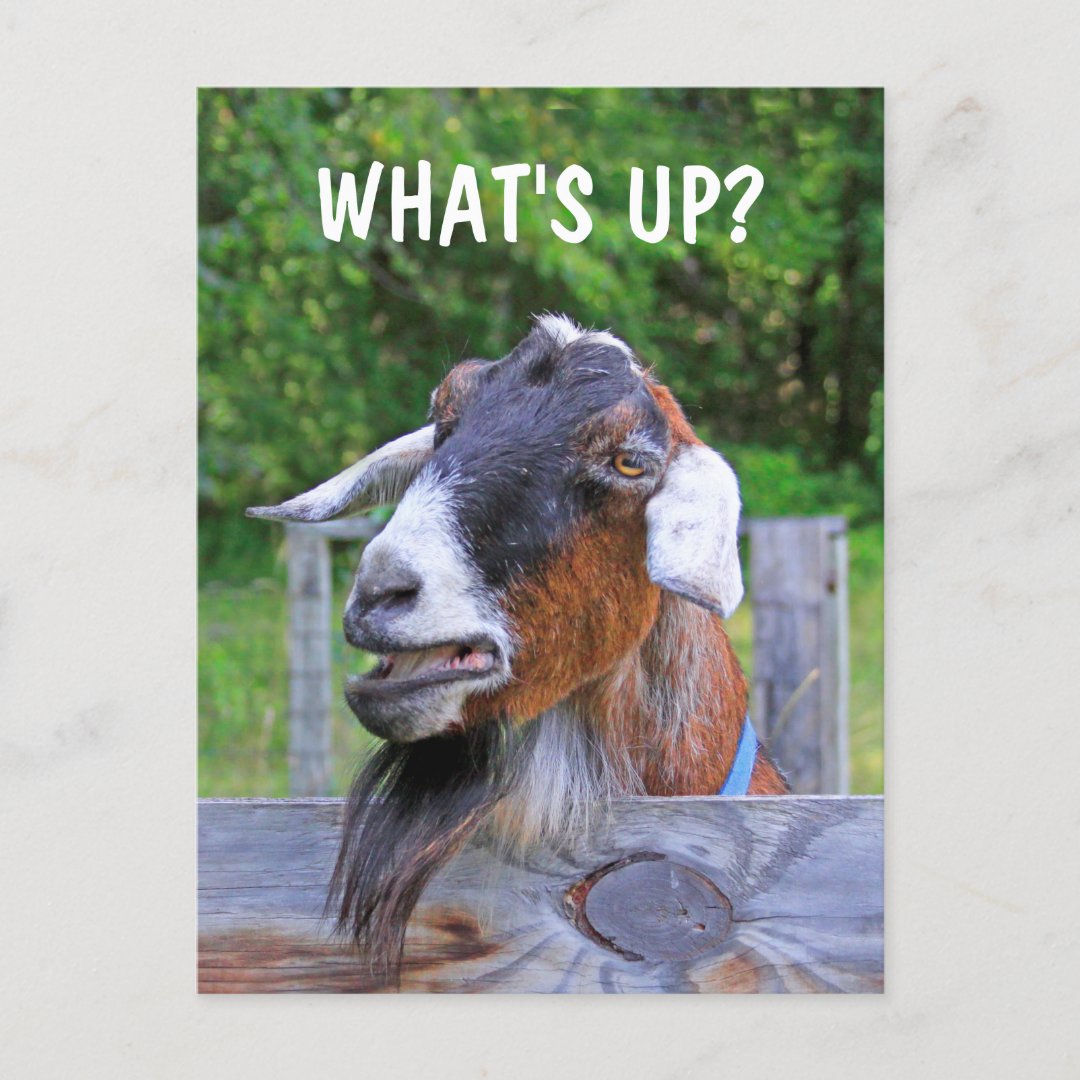 What's Up? Funny Goat Postcard | Zazzle