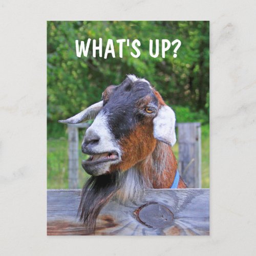 Whats Up Funny Goat  Postcard