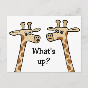 What's up? Giraffe postcards