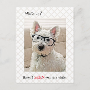What's Up, Haven't Seen You, Dog Wearing Glasses Postcard