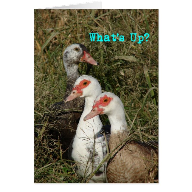 What's Up?  Muscovy Ducks Cards (Front)