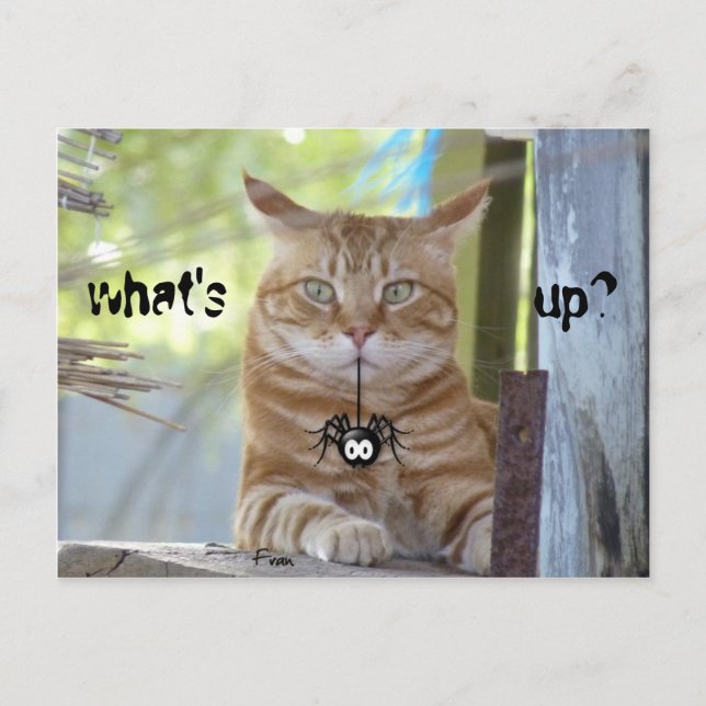 what's up? postcard (Front)
