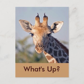 What's Up..postcard Postcard by Whitewaves1 at Zazzle