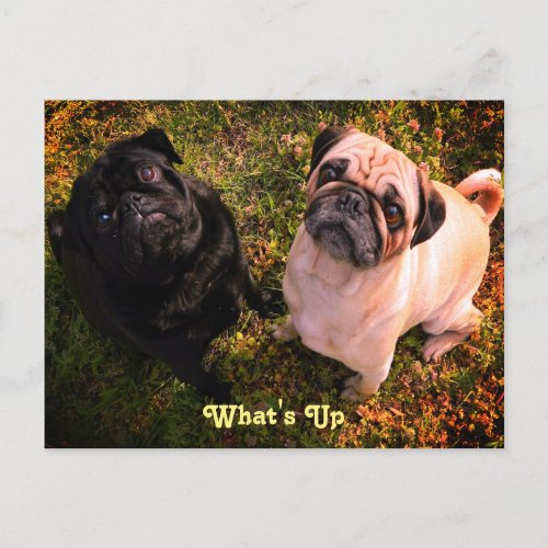 Whats up Pug Dogs Postcard