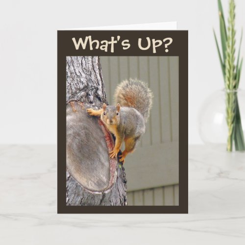 Whats Up Squirrel Photo Card