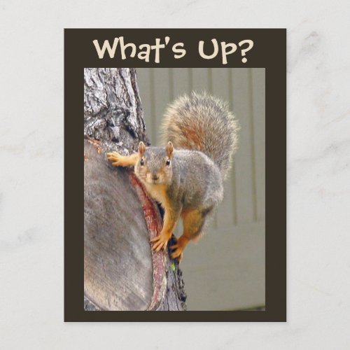Whats Up Squirrel Photo Postcard