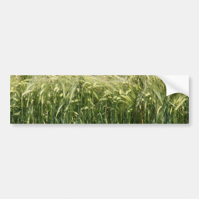 Wheat - beautiful! bumper sticker (Front)