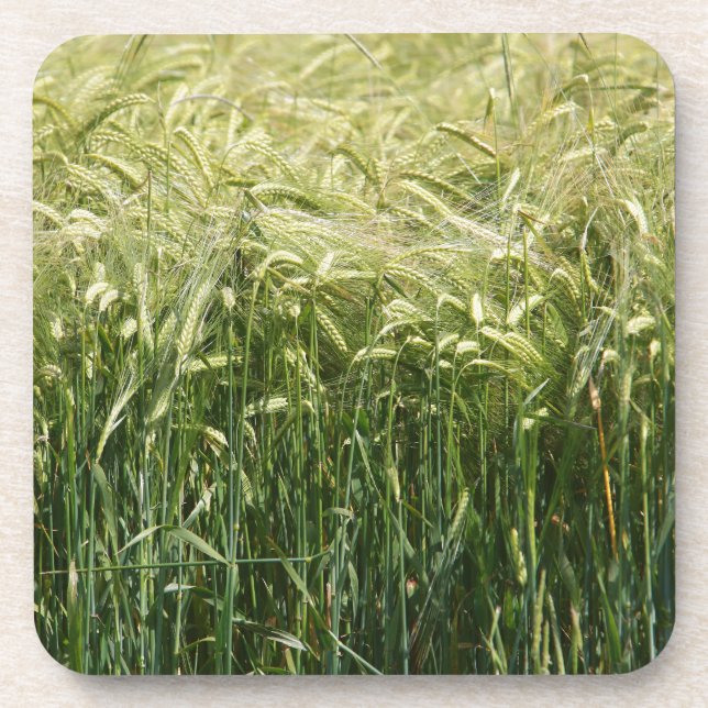 Wheat - beautiful! drink coaster (Front)