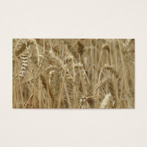 Wheat Field Business Card Templates