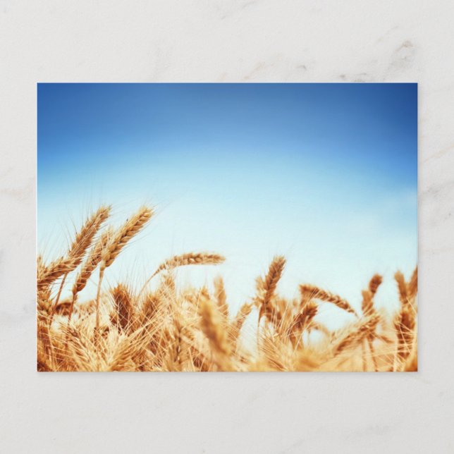 Wheat field against blue sky postcard (Front)