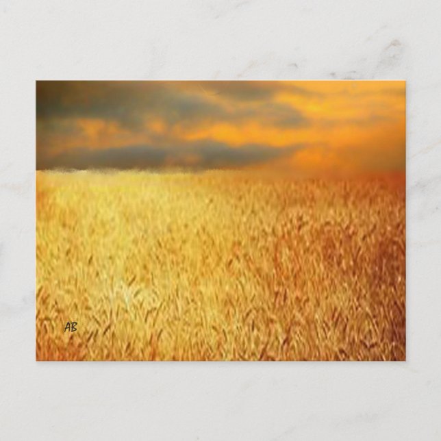 Wheat Field at Sunset,  Postcard (Front)