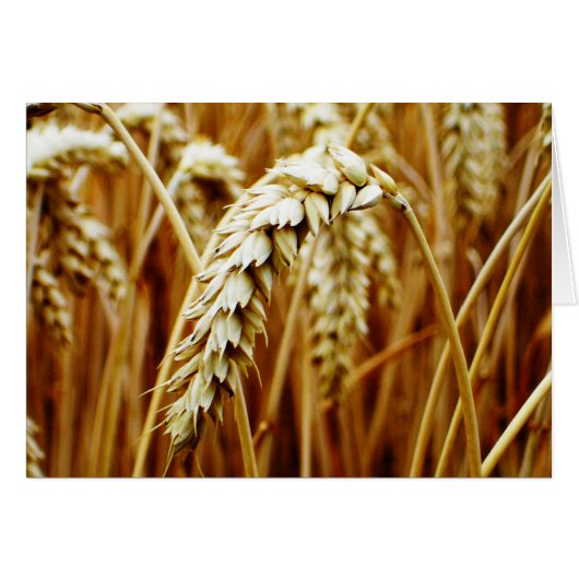 Wheat Field Blank Card (Front Horizontal)