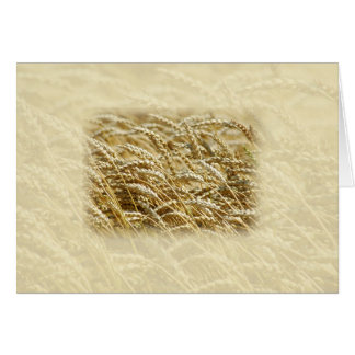 Wheat Field Cards