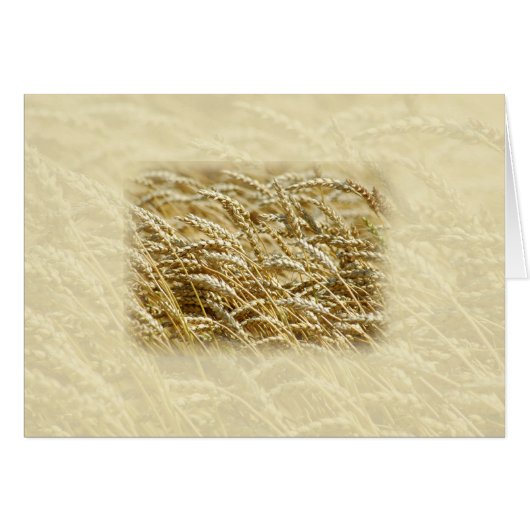 Wheat Field Cards (Front Horizontal)