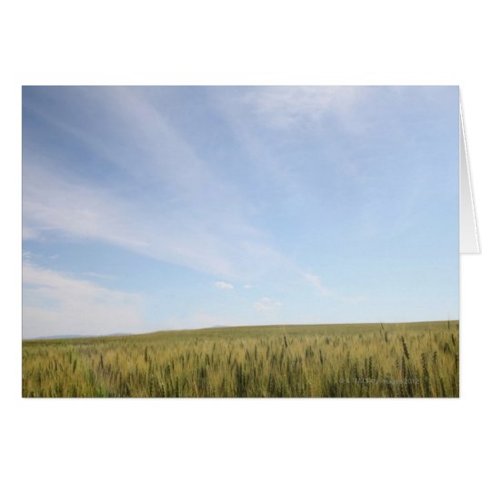 Wheat Field Cards (Front Horizontal)