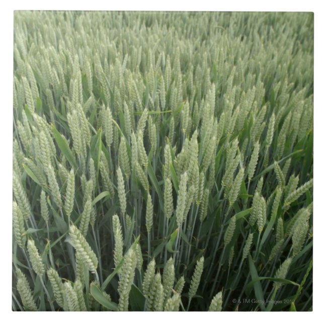 Wheat field ceramic tile (Front)