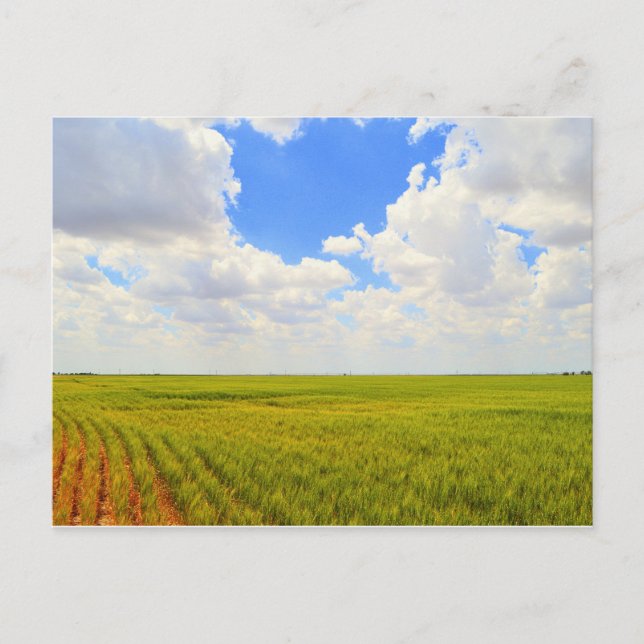 Wheat Field in Scott County, Kansas Postcard (Front)