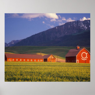Wheat field in the Wallowa Valley, Just outside Poster
